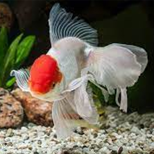 Red Cap Oranda Aquarium Fish