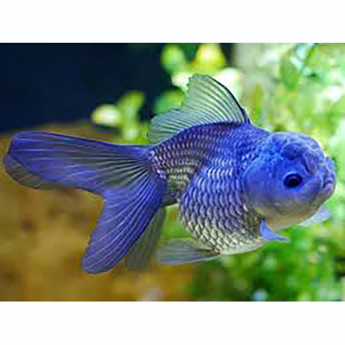 Blue Oranda Gold Fish