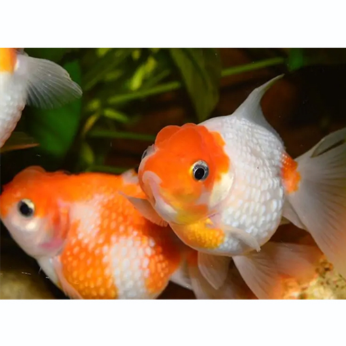 Pearlscale Goldfish