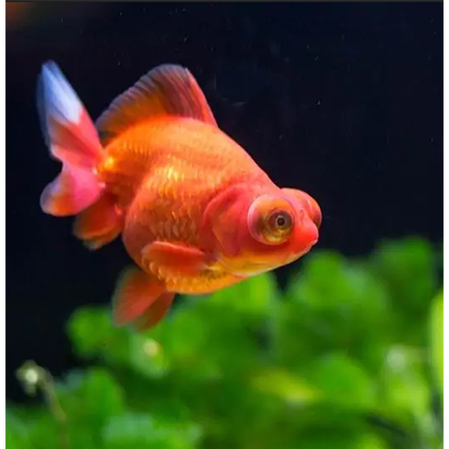 Red Moor Goldfish