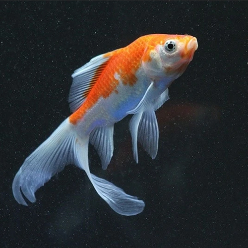 Red-Comet Goldfish White-Fish