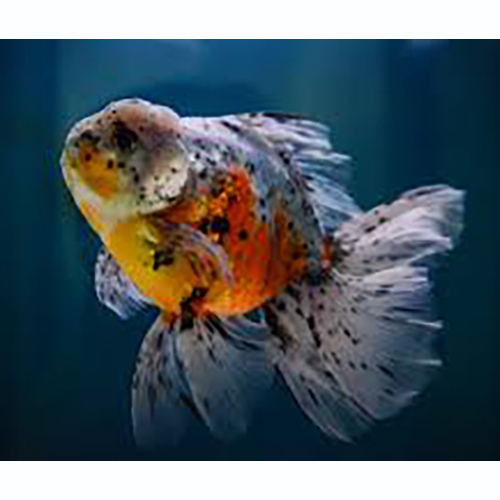 Tri Colour Goldfish