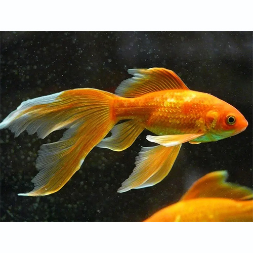 Veiltail Goldfish