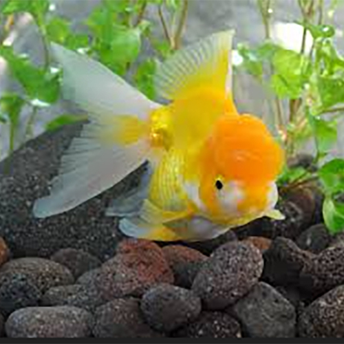 Yellow Oanda Fish