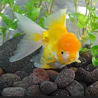 Yellow Oanda Fish - Capacity: Suitable For Small To Medium Aquariums