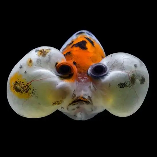 Bubble Eye Goldfish