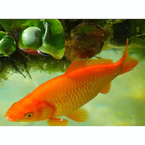 Common Goldfish