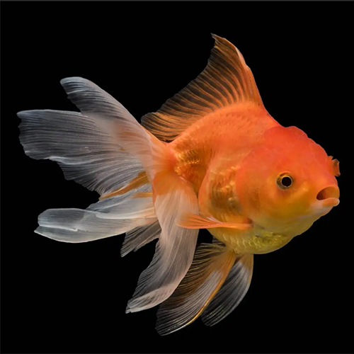 Fantail Goldfish