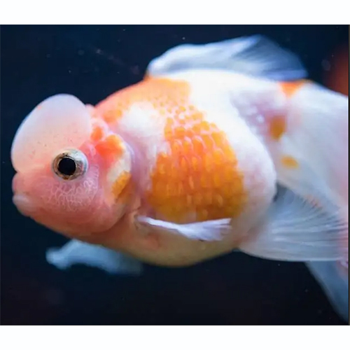 Hama Nishiki Goldfish