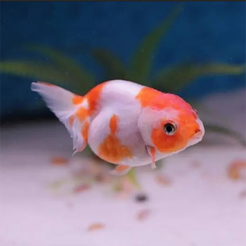 Lionhead Goldfish