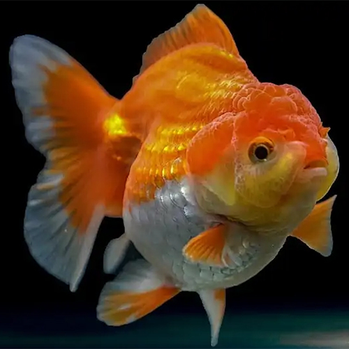 Oranda Goldfish