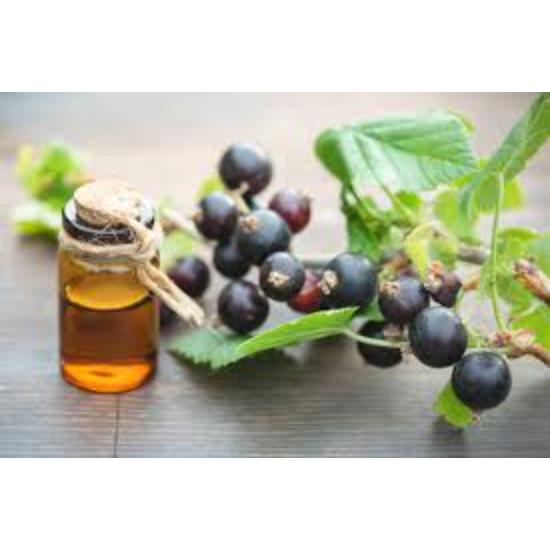 Black Currant Oil