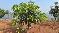 Hass Avacado Variety