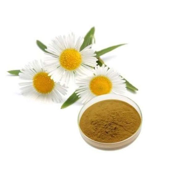 Daisy Flower Extract (bellis Perennis) - Grade: Pharma & Food Grade