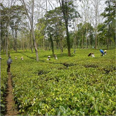 Pure Assam Tea