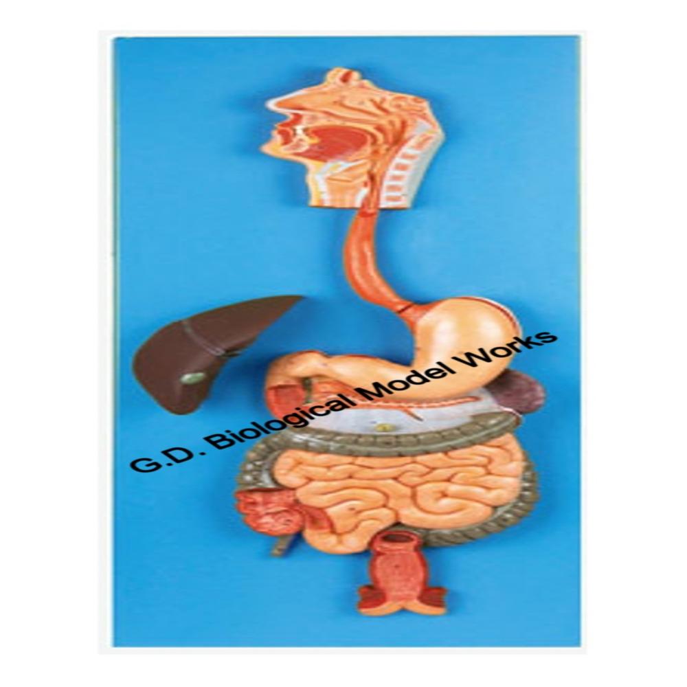 Human Digestive System On Board - Color: Cream