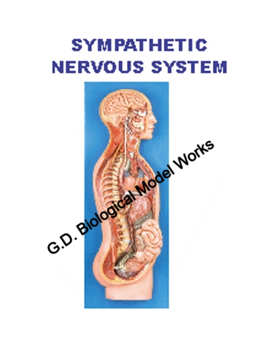 Sympathetic Nervous System
