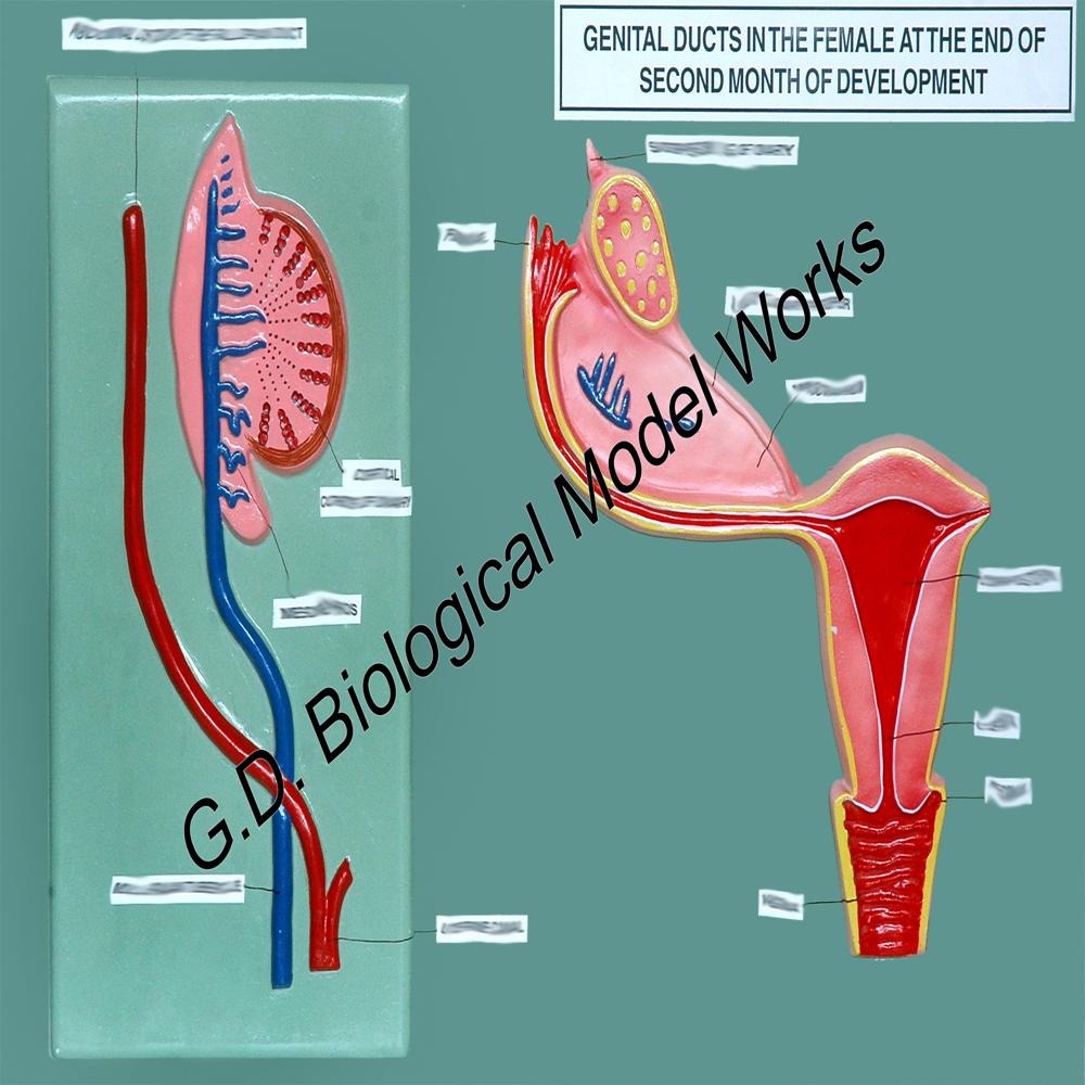 Genital Ducts in the Female at the end of Second Month of Development Embryology Model