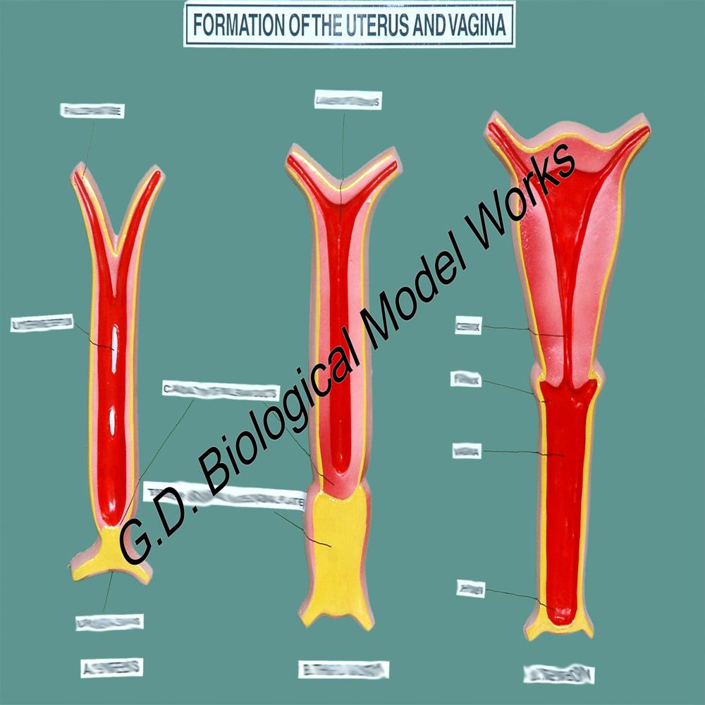 Formation Of The Uterus And Vag Ina Embryology Model - Color: Red & Yellow