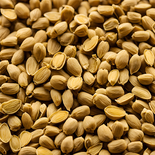 Fenugreek Seeds