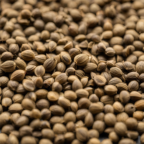 Carom Seeds - Grade: Food Grade