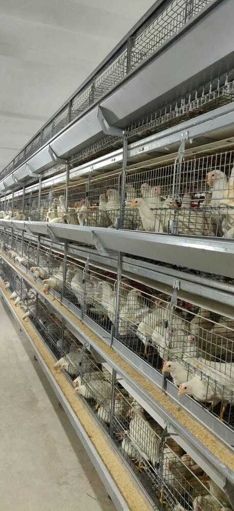Poultry Rearing Cages For Layers & Breeders - Feature: Good Quality