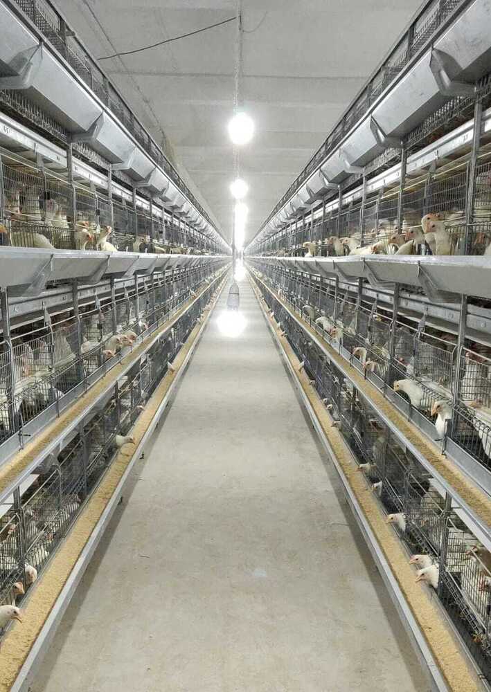 Poultry Rearing Cages For Layers & Breeders - Feature: Good Quality
