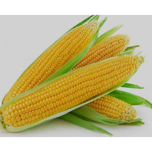 Yellow Corn - Purity: High