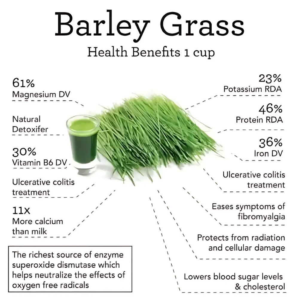 Barley Grass Powder - Cultivation Type: Organic
