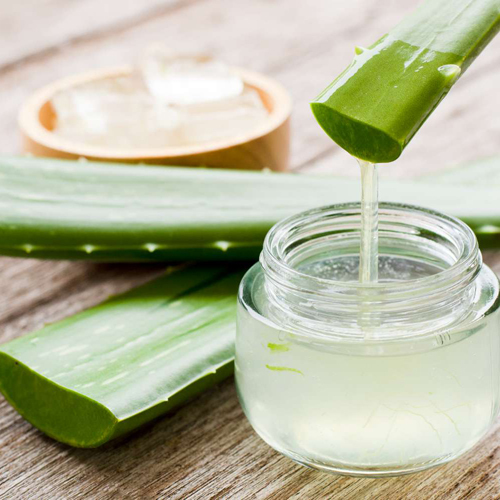 Organic Aloevera Leaves - Grade: Medicine Grade