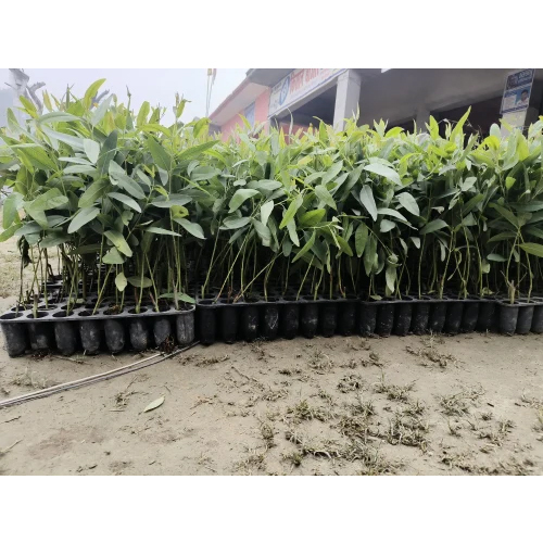 Eucalyptus Clone Plants - Color: Green