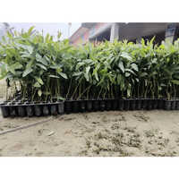 Eucalyptus Clone Plants - Color: Green