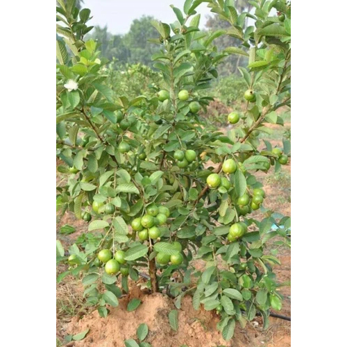 Red Diamond Guava Plant - Color: Green