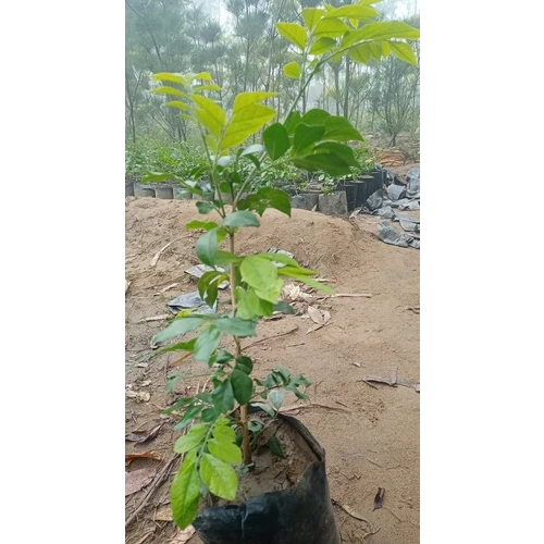 Nursery Green Guava Plant - Size: Different Size