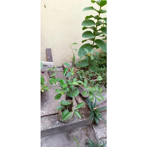 Nursery Green Lemon Plant - Size: Different Size