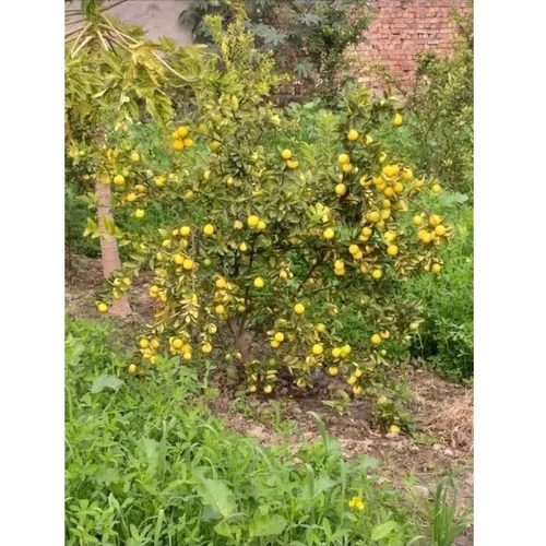 Full Sun Exposure Kagzi Lemon Plant