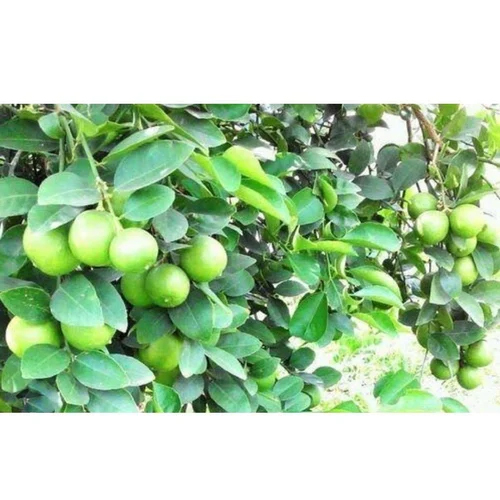 Sweet Lemon Fruit Plant - Color: Green