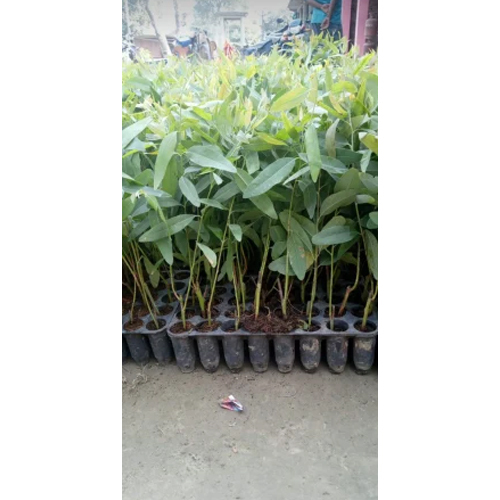 Green Eucalyptus Plant - Size: Different Size