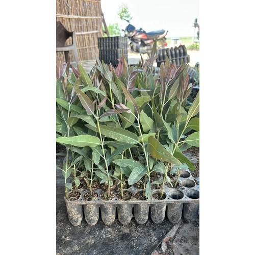 Eucalyptus Clone Plants - Color: Green