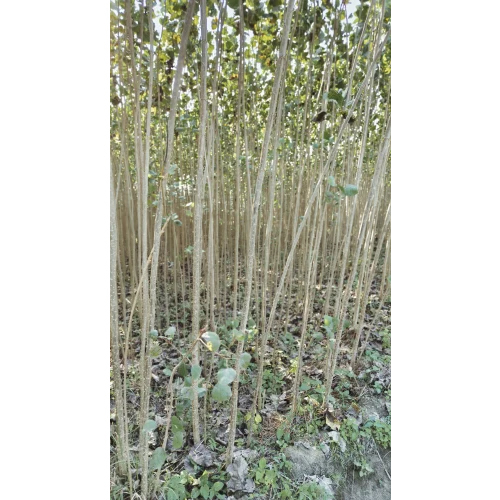 Green Popular Plant - Size: Different Size