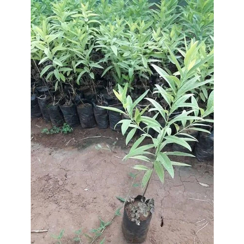 Nursery Green Agarwood Plant - Size: Different Size