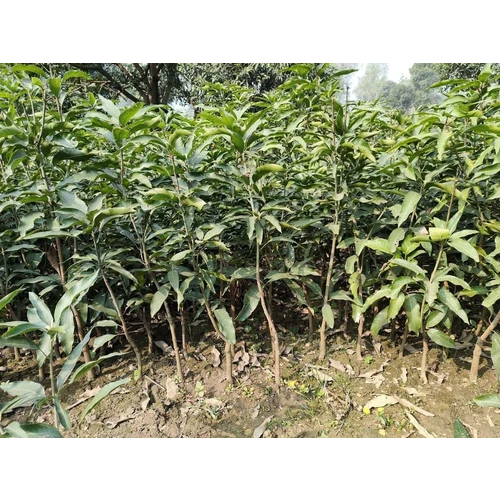 Green Amrapali Mango Plants - Size: Different Size