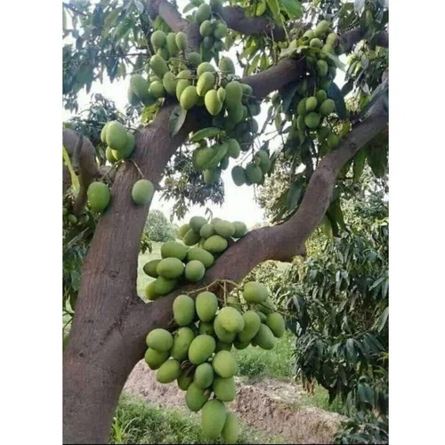 Green Mango Tree Plant - Size: Different Size