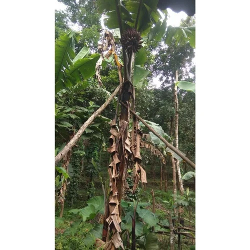 Green Banana Fruits Plants - Size: Different Size