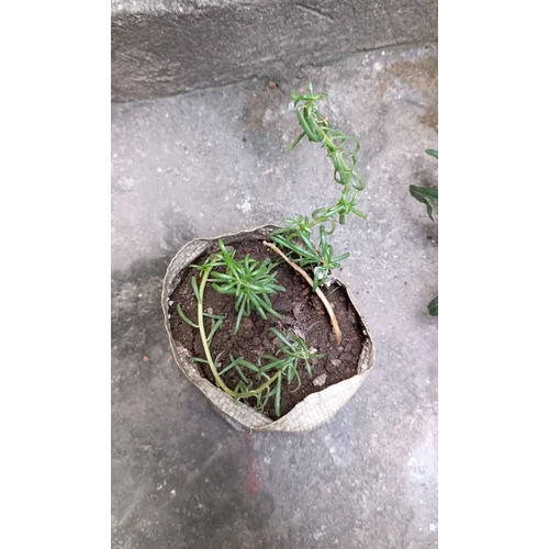 Green Moss Rose Plants - Size: Different Size