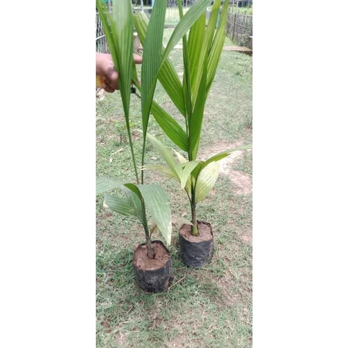 Green Areca Nut Plants - Size: Different Size