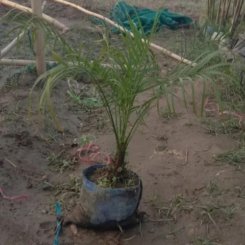 Pygmy Date Palm Plants - Color: Green