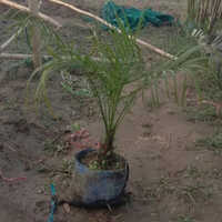 Pygmy Date Palm Plants