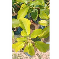 Green Avocado Fruit Plants - Size: Different Size