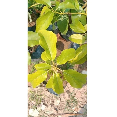 Banana Tissue Culture Plants - Color: Green